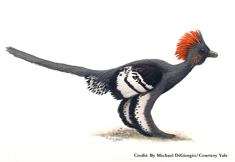 Kolory Anchiornis huxleyi