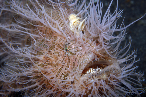 Striped / hairy frogfish (Antennarius stratus) fot. dreamstime