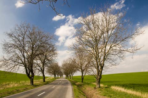 Obecne przepisy dotyczące ochrony zadrzewień przydrożnych dają duże pole do nadużyć.
