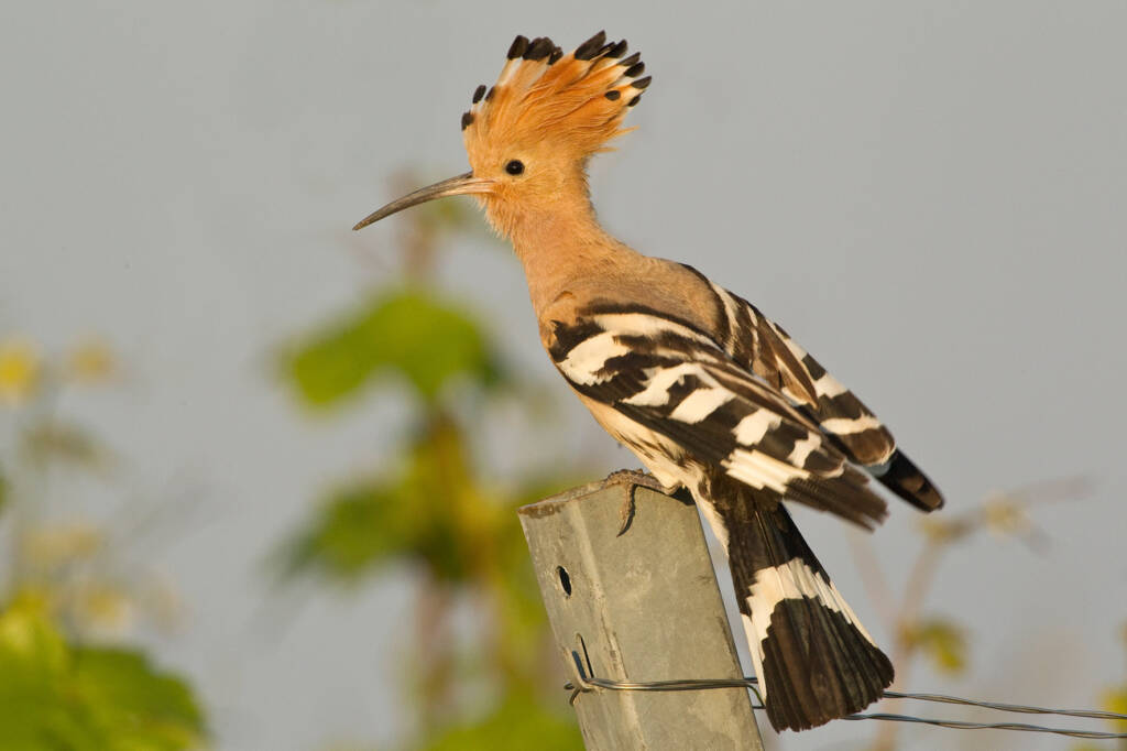 Dudek, fot. Kacper Kowalczyk