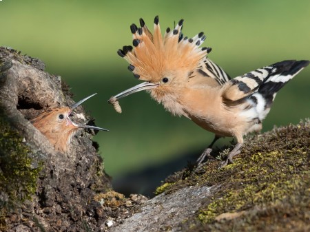 Dudek, fot. J.M.Abarca/Shutterstock