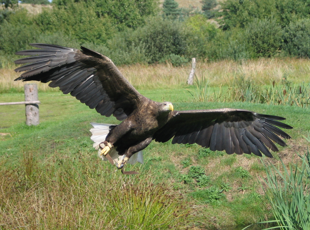 Bielik zwyczajny (Haliaeetus albicilla), źródło: Wikipedia