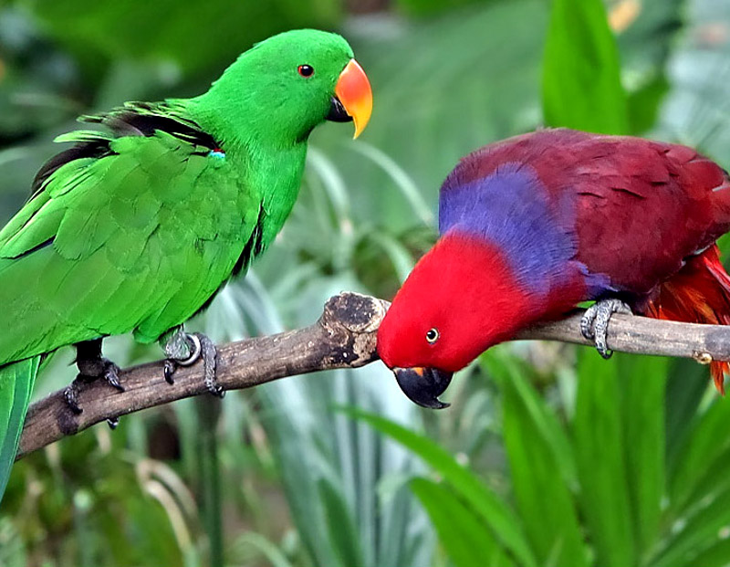 Barwnica (Eclectus roratus) fot. Doug Janson/Wikipedia CC