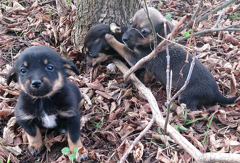 porzucone szczeniaki Kłobucka 01