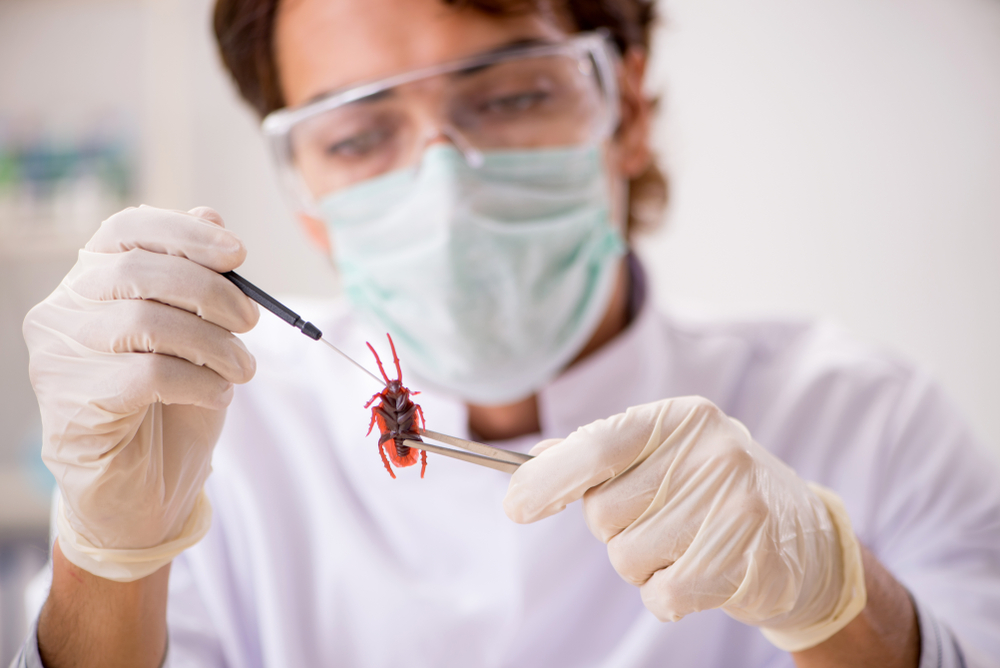 Entomolog to naukowiec badający owady. Źródło: shutterstock