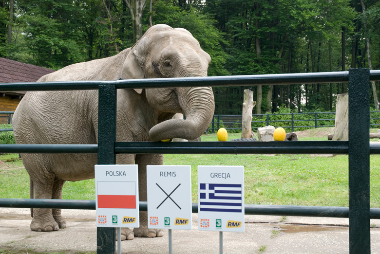 Słonica Citta, źródło: www.zoo-krakow.pl