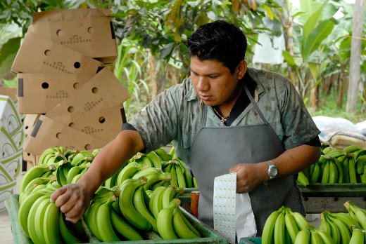 Pracownik plantacji bananów Fair Trade