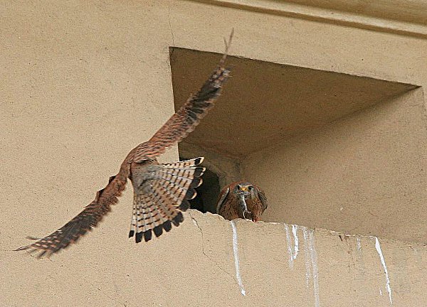 Pustułka (zwyczajna) (Falco tinnunculus), autor: Artur Mikołajewski/ Wikipedia CC