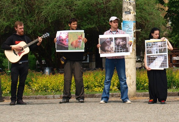 14 maja 2011r. w Szczecinie na Pl. Grunwaldzkim Szczecińska Inicjatywa Wegańska zorganizowała protest przeciwko budowie fermy norek w gminie Nowogard
