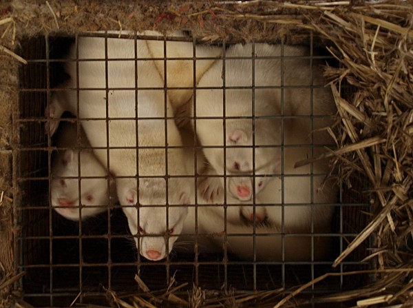 źrodło: Szczecińska Inicjatywa Wegańska