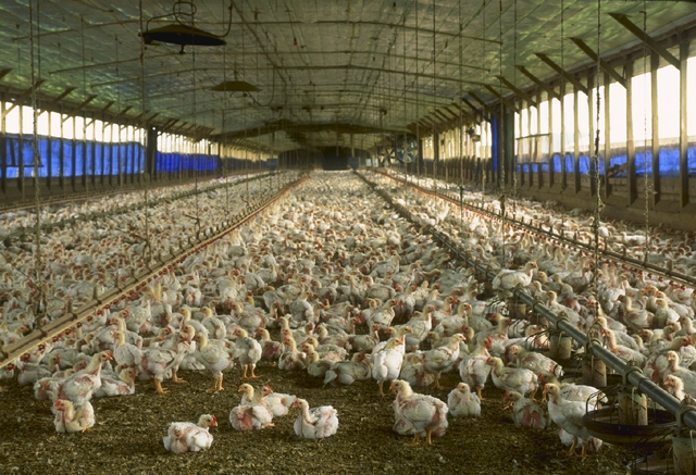 By Larry Rana (USDA) [Public domain], via Wikimedia Commons