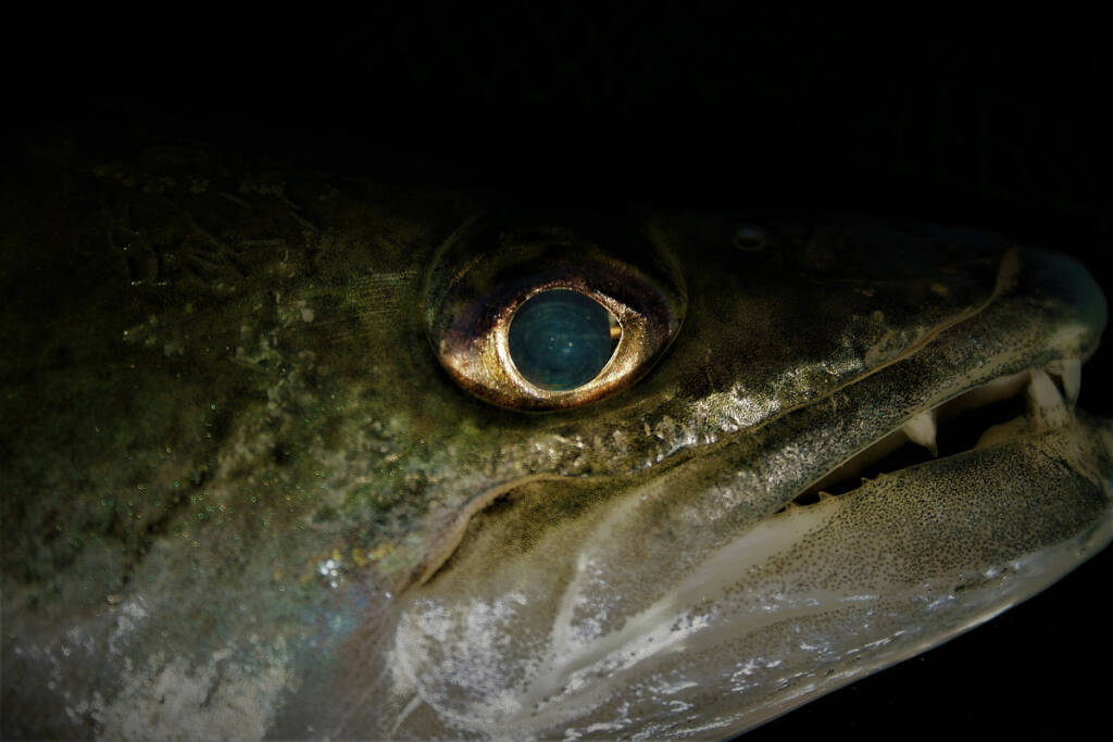 Fot.1 Maciej Kwiatkowski. Portret sandacza