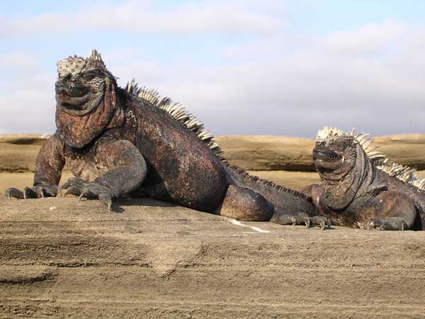 Wyspy Galapagos