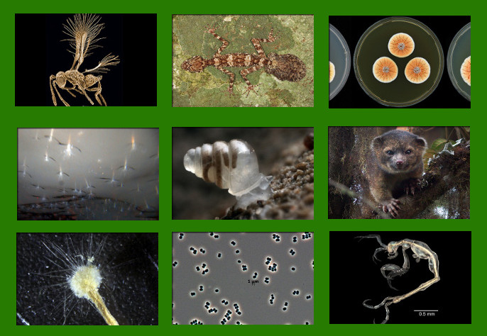 Te gatunki zaskoczyły naukowców w 2013 roku, www.esf.edu [Chttps://www.esf.edu ]