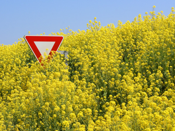 Eurodeputowani dają krajom Unii prawo wyboru w kwestii upraw żywności modyfikowanej (GMO), fot. sxc.hu