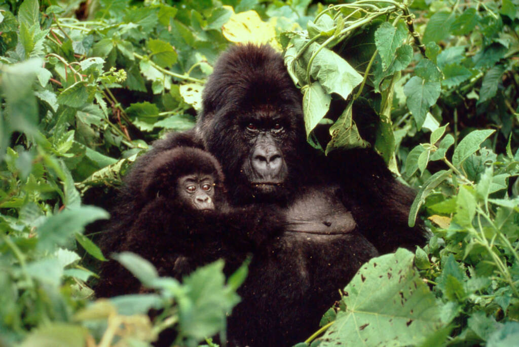 © Timothy Geer / WWF