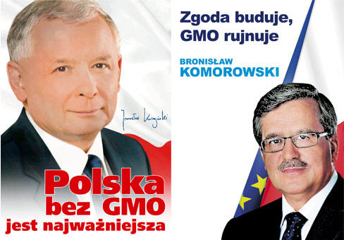 GMO