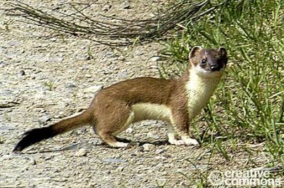 Gronostaj, Mustela erminea, stoat