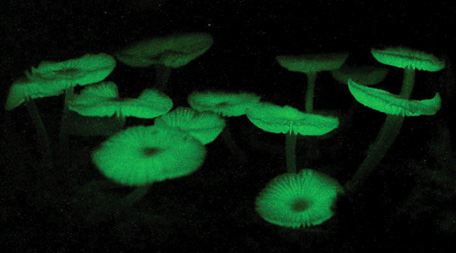 Fot.: Mycena luxarboricola widziana nocą (Cassius V. Stevani/ University of Sao Paulo)
