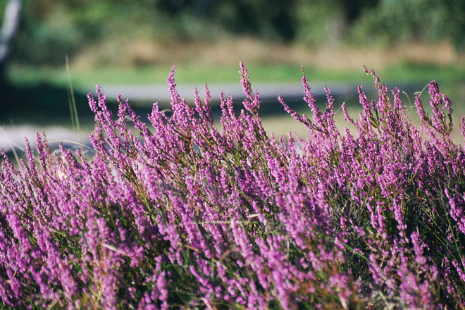 Freeimages.com/Jessica Sjöö