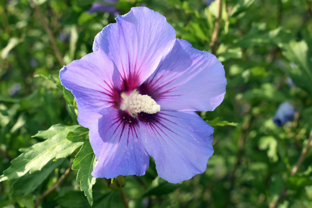 Kwiat hibiskusa syryjskiego “Blue Bird”. Źródło: shutterstock