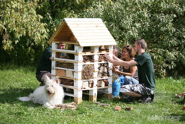 Hotel dla dzikich zapylaczy na Polu Mokotowskim w Warszawie, źródło: Greenpeace