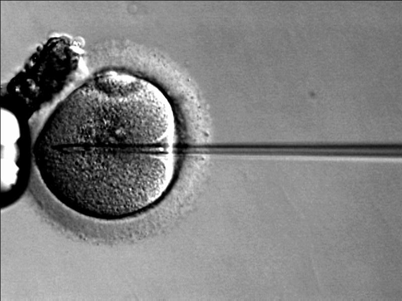 Niemiecki parlament zatwierdził w czwartek kontrowersyjną ustawę, która  dopuszcza badania preimplantacyjne na embrionach powstałych w wyniku sztucznego zapłodnienia, fot. Wikipedia