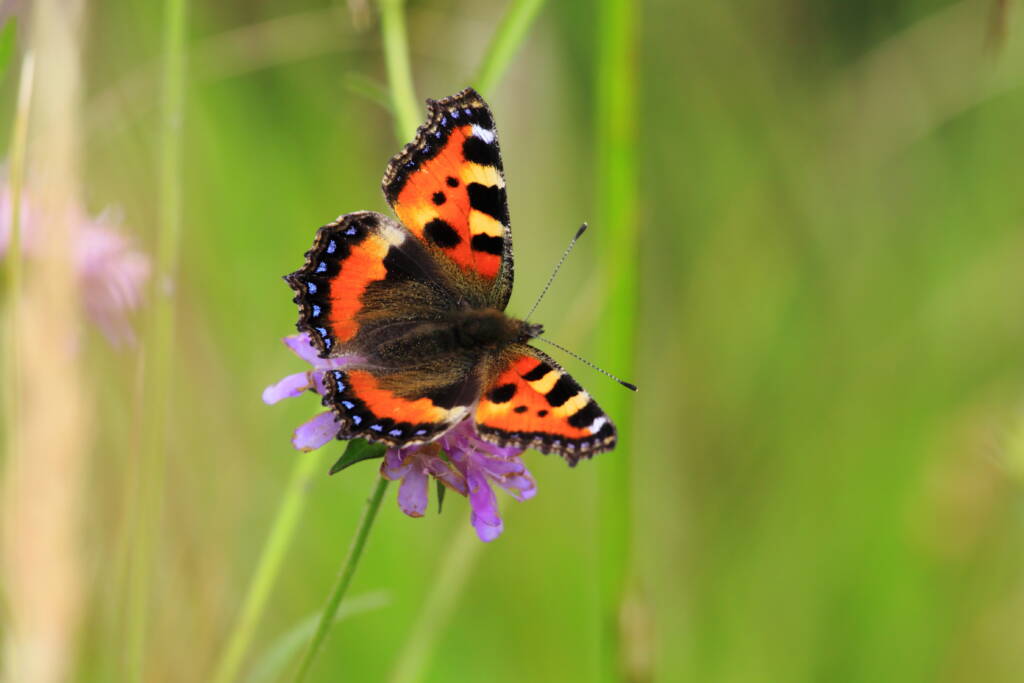 Rusałka pokrzywnik, fot. Kacper Kowalczyk