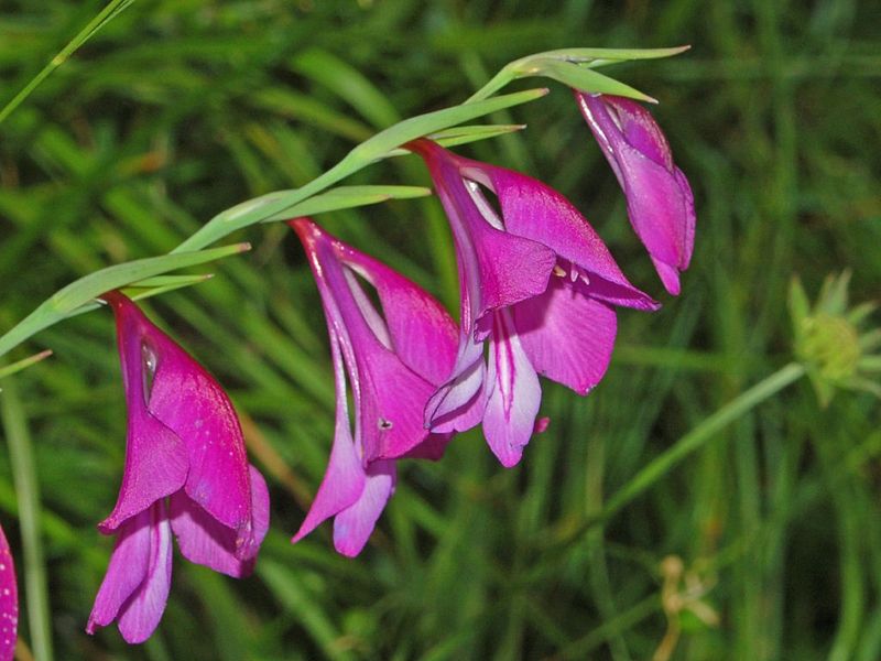 Mieczyk błotny (Gladiolus palustris Gaud.) Fot. Hectonichus/Wikipedia