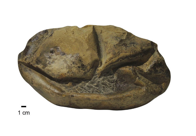 Widok z boku skamieliny gigantycznego jajka. Źródło: Legendre i in. 2020,