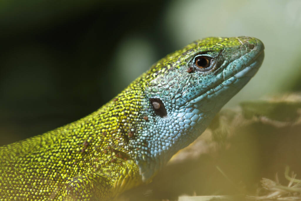 Jaszczurka zielona, fot. Kacper Kowalczyk