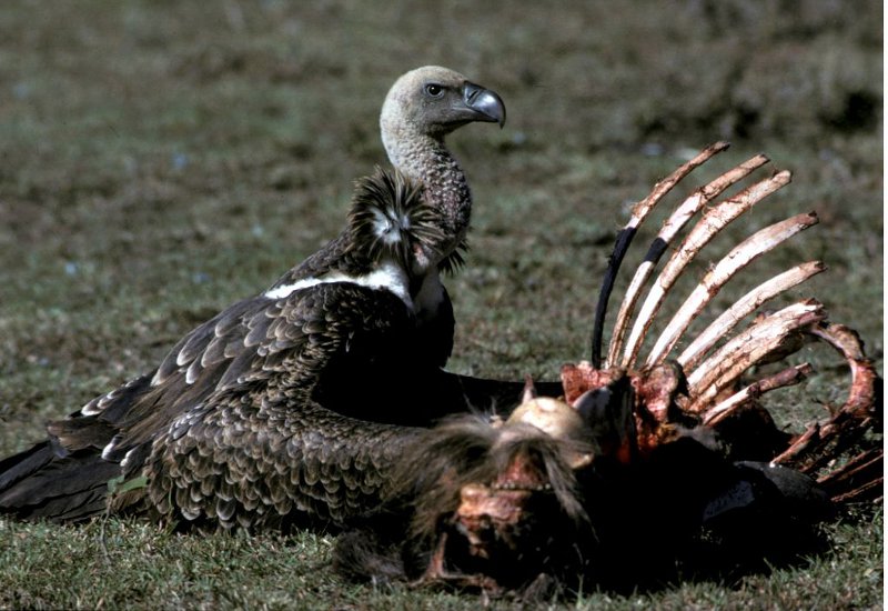 Sęp plamisty / fot. John Karmali