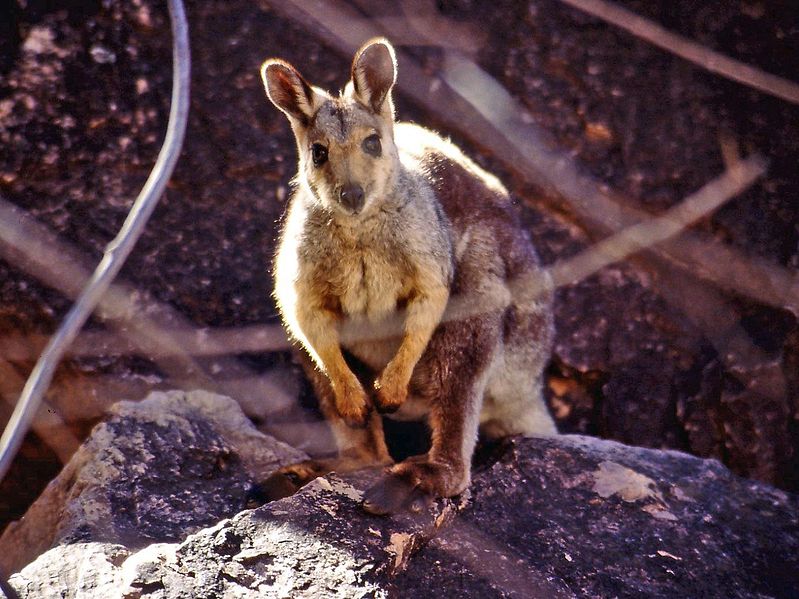 Petrogale lateralis, Australia, autor: Thomas Schoch/ Wikipedia CC