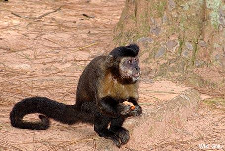 Kapucynka czubata, fto. Wikipedia