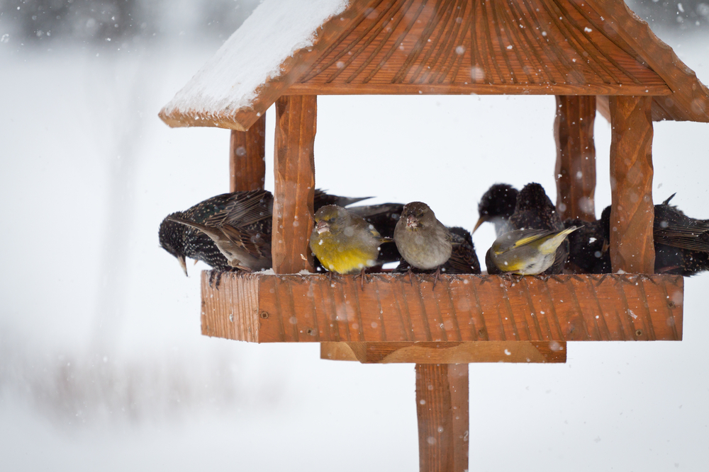 jakie ptaki spotkamy w karmniku? Źródło: Artur_eM/Shutterstock