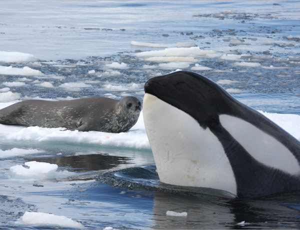 fot. Robert Pitman/NOAA