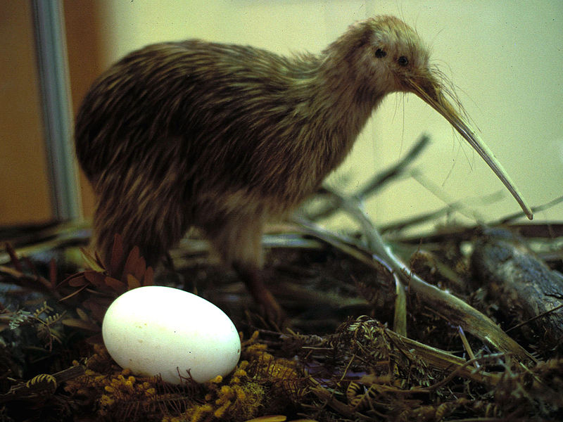 Kiwi brunatny (Apteryx australis), autor: Hannes Grobe/ Wikipedia CC