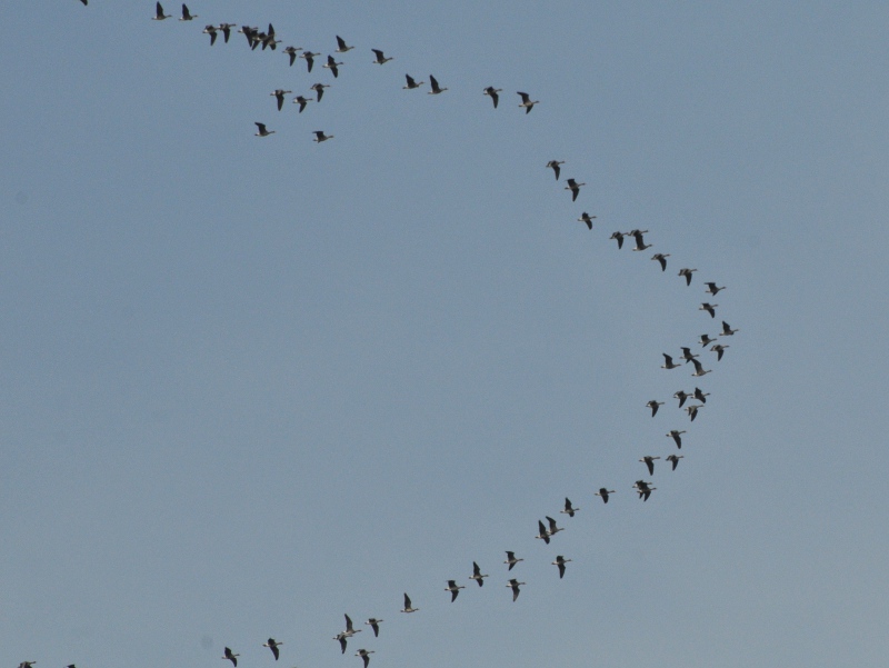 By Julo (Own work) [Public domain], via Wikimedia Commons