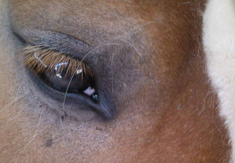 https://www.animals-angels.com