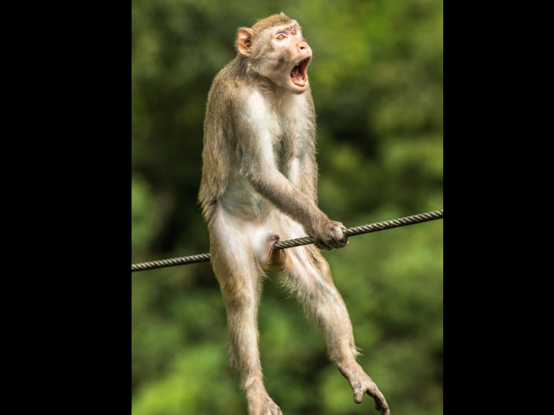 Fot. Ken Jensen/Comedy Wildlife Photography Awards 2021