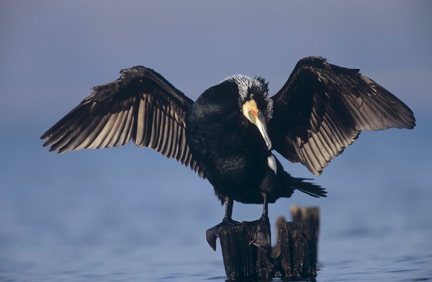 Kormoran, fot. shutterstock