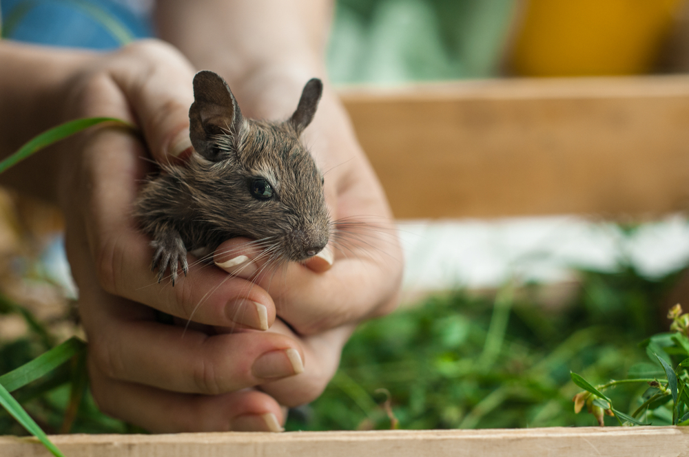 Koszatniczka pospolita. Źródło: Lamberrto/Shutterstock