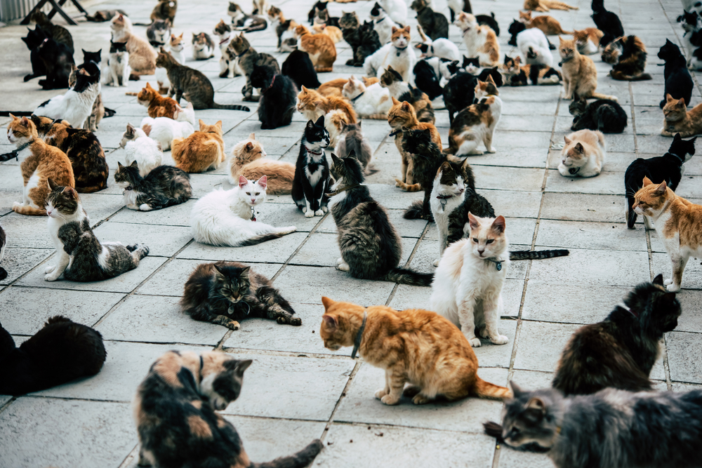 Fot.Yulia Grigoryeva/Shutterstock