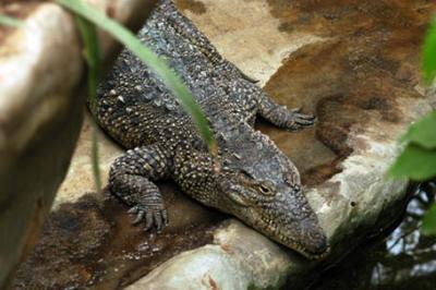 Krokodyl kubański, Crocodylus rhombifer, Cuban crocodile