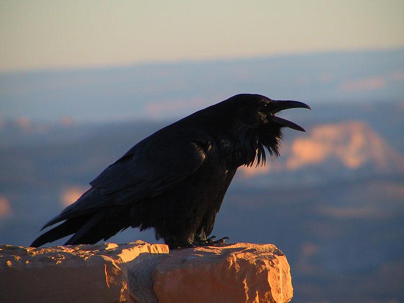 Kruk (Corvus corax), fot. National Park Service