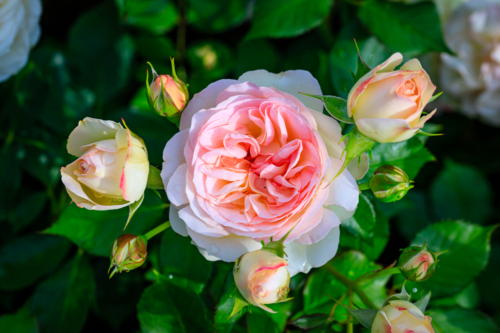 Róża Fragrant Floribunda. Źródło: nnattalli/Shutterstock