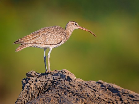 Kulik mniejszy, fot. Ondrej Prosicky/Shutterstock