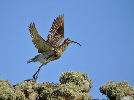 Kulik mniejszy, fot. Miroslav Srb/Shutterstock