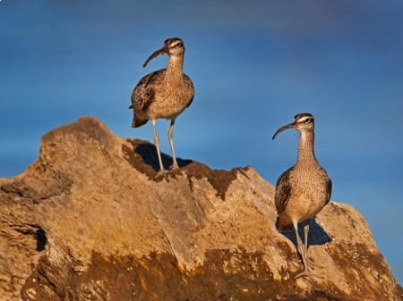 Kulik mniejszy, fot. Ondrej Prosicky/Shutterstock