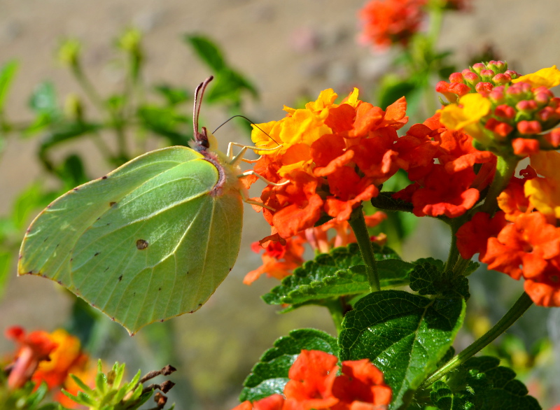 Lantana pospolita, fot. Magdalena Rudnicka